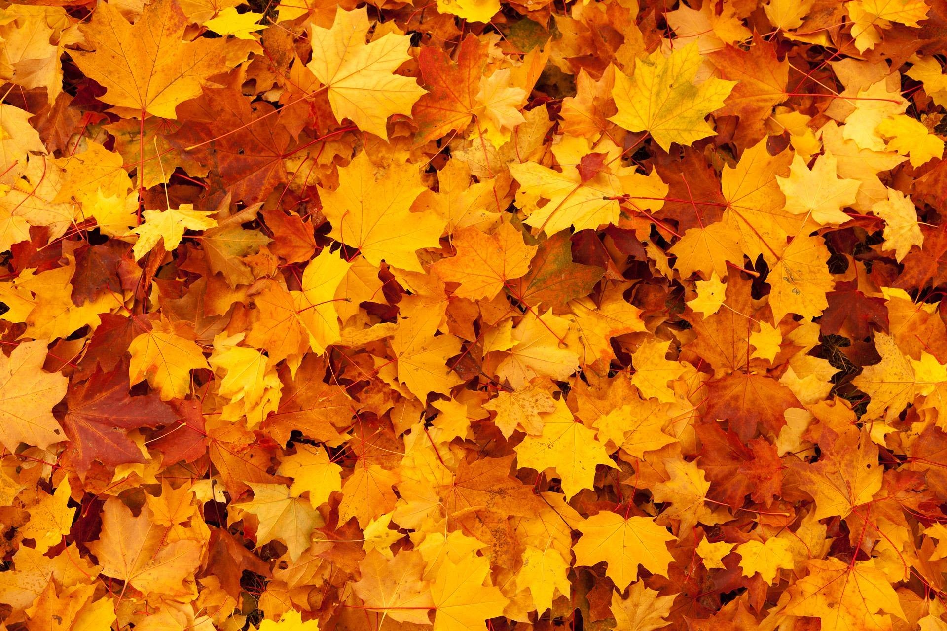Autumn leaves